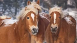 Good Morning Happy Horses flanel dekbedovertrek