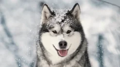 Good Morning Husky flanel dekbedovertrek