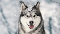 Good Morning Husky flanel dekbedovertrek