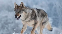 Good Morning Snow Wolf dekbedovertrek