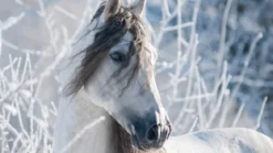 Good Morning White Horse flanel dekbedovertrek