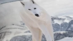 Pure White Fox dekbedovertrek