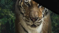 Senzai Tiger dekbedovertrek