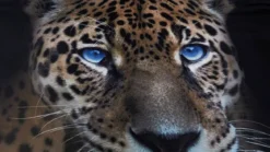 Senzai Wild Leopard dekbedovertrek