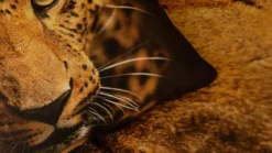 Snoozing Lupard dekbedovertrek