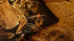 Snoozing Lupard dekbedovertrek