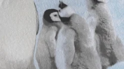 Zohome Pingu flanel dekbedovertrek