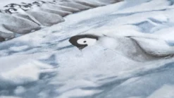 Zohome Pinguini flanel dekbedovertrek